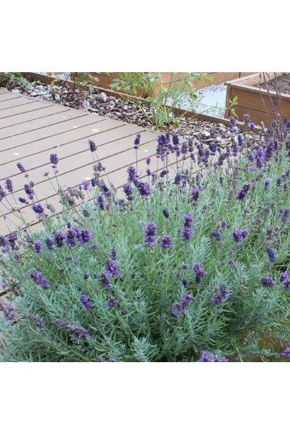 Лаванда вузьколиста Платінум Ніко 